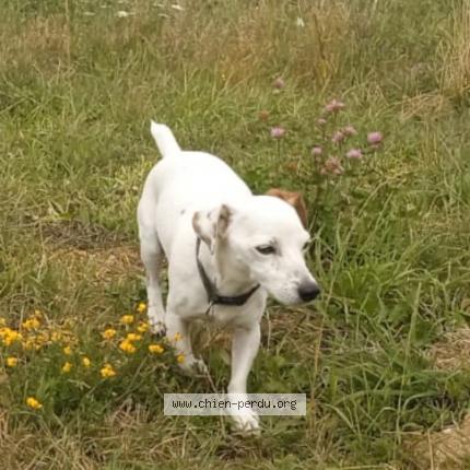 Photo 1/1 Chien retrouvé Perdu à Etrembieres