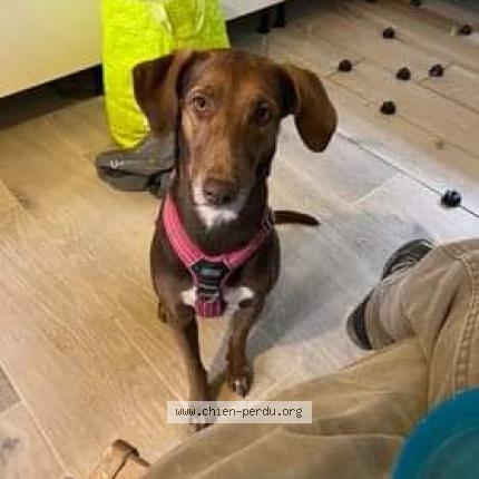 Photo 1/1 Chien retrouvé Perdu à Roybon