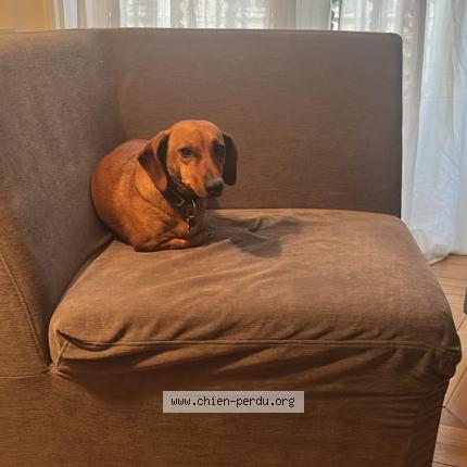 Photo de chien perdu à Paris