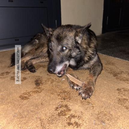 Photo de chien trouvé à St Agne