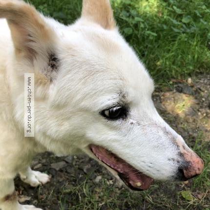 Photo de chien perdu à Plonevez Du Faou