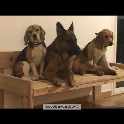 Photo 1/1 Chien retrouvé Perdu à Montayral