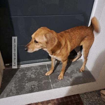 Photo de chien trouvé à Andernos Les Bains