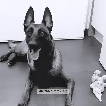 Photo 1/1 Chien retrouvé Perdu à Epinay sur seine