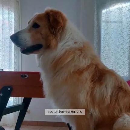 Photo 1/1 Chien retrouvé Perdu à Donzac