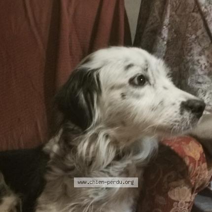 Photo de chien perdu à Neuville Ferrieres