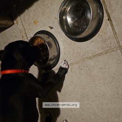 Photo de chien perdu à Chalifert