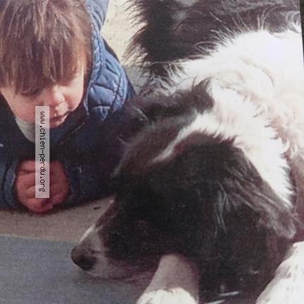 Photo 1/1 Chien retrouvé Perdu à Monistrol Sur Loire