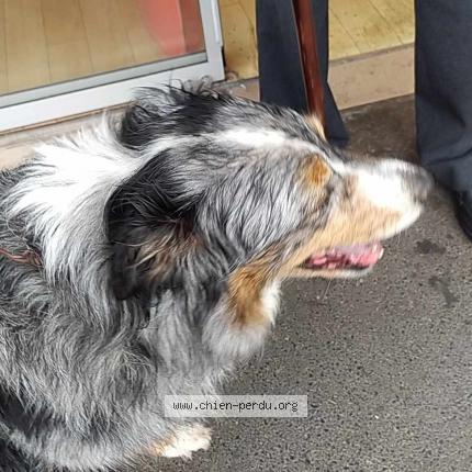 Photo de chien trouvé à Chaville