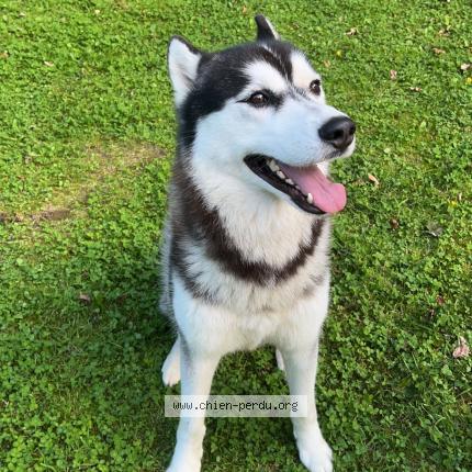 Photo de chien perdu à Tonquedec