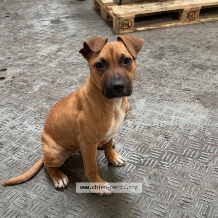 Photo 1/1 Chien retrouvé Perdu à La Ville Du Bois
