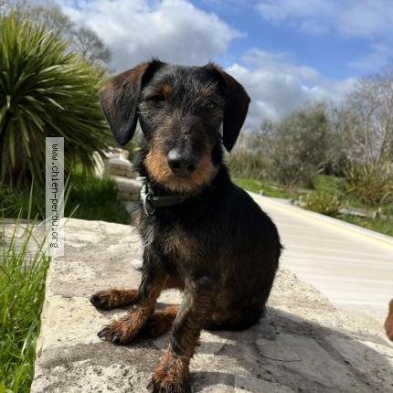 Photo 1/1 Chien retrouvé Perdu à Lege Cap Ferret