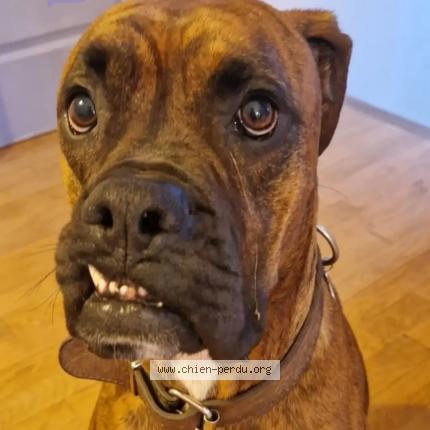 Photo de chien perdu à Eguzon