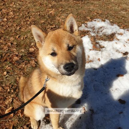 Photo de chien perdu à Montpellier