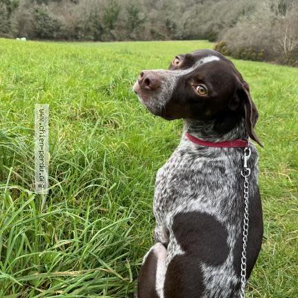 Photo 1/1 Chien retrouvé Perdu à Quimper