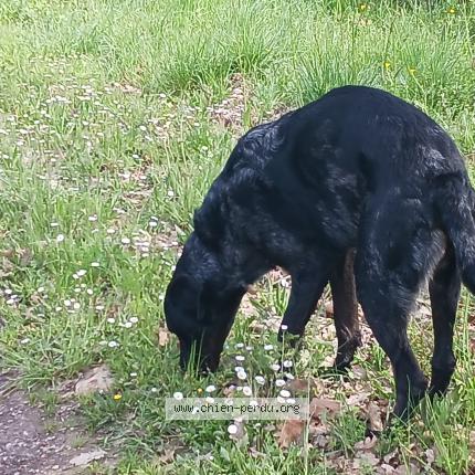 Photo 1/1 Chien retrouvé Trouvé à Salies