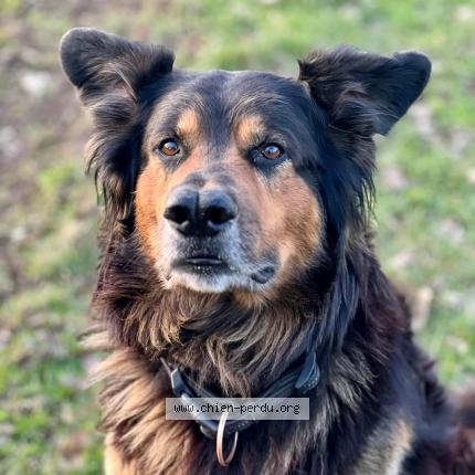 Photo 1/1 Chien retrouvé Perdu à Pouligny notre dame
