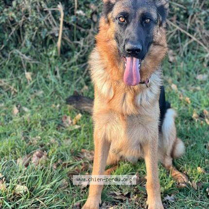 Photo 1/1 Chien retrouvé Perdu à Pouligny notre dame