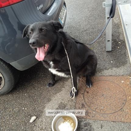 Photo de chien trouvé à Meximieux