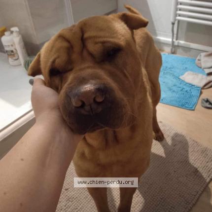 Photo 1/1 Chien retrouvé Perdu à Senonches