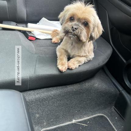 Photo 1/1 Chien retrouvé Perdu à Gueret