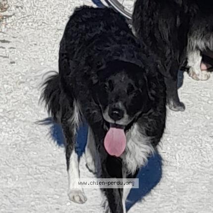 Photo 1/1 Chien retrouvé Perdu à Bor Et Bar