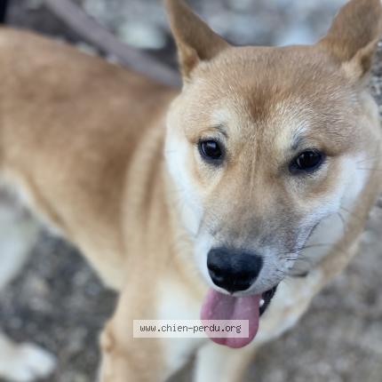 Photo de chien perdu à Eze Bord De Mer