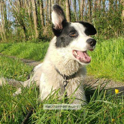 Photo 1/1 Chien retrouvé Perdu à Bordeaux