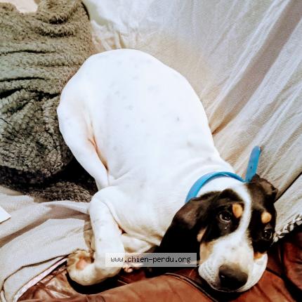 Photo 1/1 Chien retrouvé Perdu à Cabasse