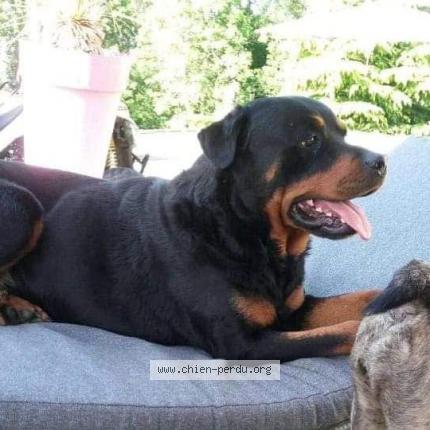 Photo 1/1 Chien retrouvé Perdu à Simandres