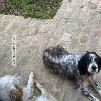 Photo 1/1 Chien retrouvé Perdu à Beynes