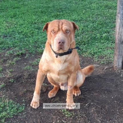 Photo de chien perdu à Gumieres
