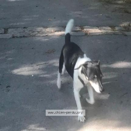 Photo 1/1 Chien retrouvé Perdu à Le pin