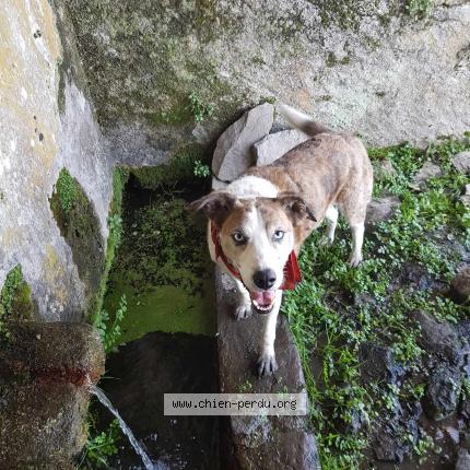 Photo 1/1 Chien retrouvé Perdu à Prunelli di fiumorbu