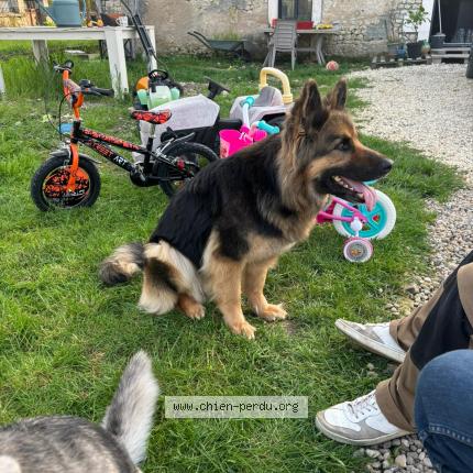 Photo 1/1 Nesty Chien perdu à Barbezieux