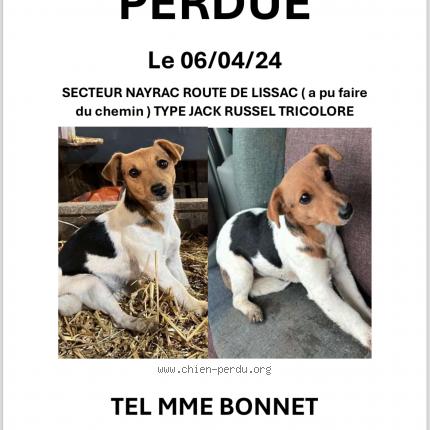 Photo de chien perdu à Figeac