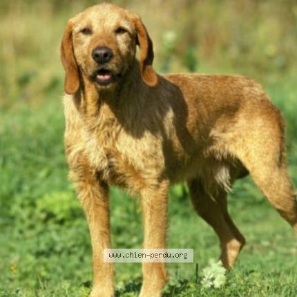 Photo 1/1 Chien retrouvé Perdu à Bellegarde Sur Valserine