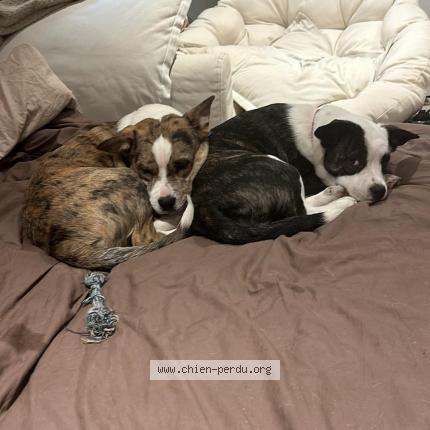 Photo 1/1 Chien retrouvé Perdu à Tarascon