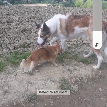 Photo 1/1 Chien retrouvé Perdu à Macaye