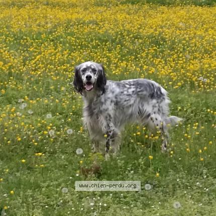 Photo 1/2 Chien retrouvé Perdu à Chatellerault