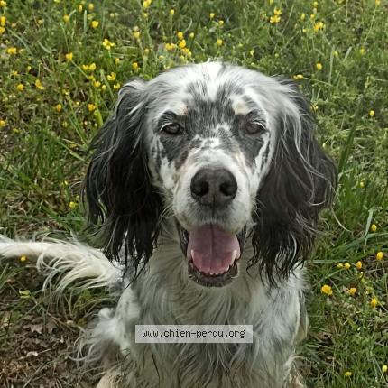 Photo 2/2 Chien retrouvé Perdu à Chatellerault