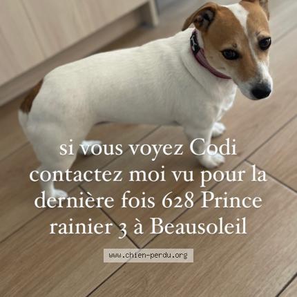 Photo 1/1 Chien retrouvé Perdu à Beausoleil