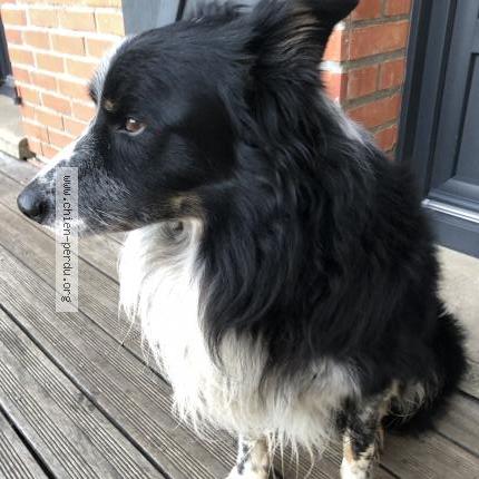 Photo 1/1 Chien retrouvé Perdu à Villers vermont