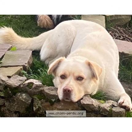 Photo 1/1 Chien retrouvé Perdu à Muzy