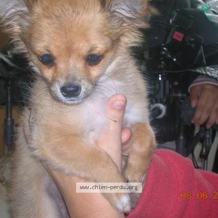 Photo 1/1 Chien retrouvé Perdu à Seynod Annecy
