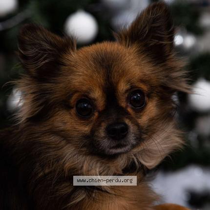 Photo 1/1 Chien retrouvé Perdu à Tergnier