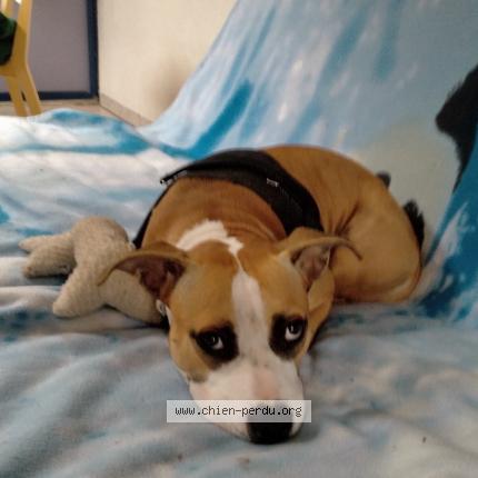 Photo 1/1 Chien retrouvé Perdu à Causse de la selle