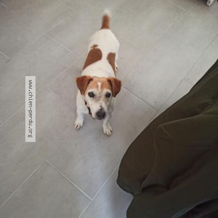 Photo 1/1 Chien retrouvé Trouvé à Montigny les cormeilles