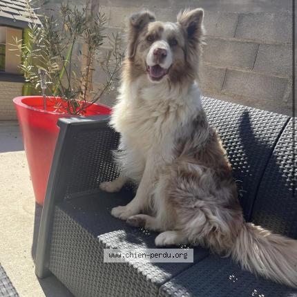 Photo de chien perdu à Carpentras