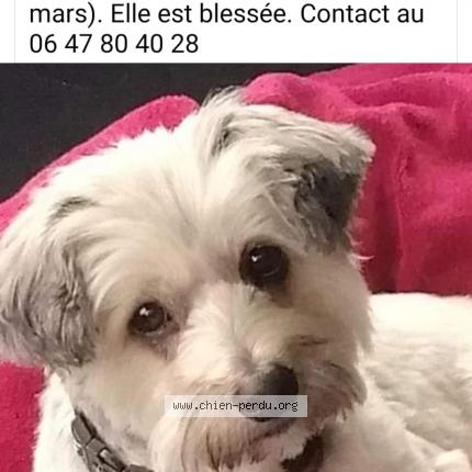 Photo 1/1 Chien retrouvé Perdu à Vierzon